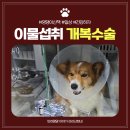 더 가까운 동물병원 | 청주 이음동물병원 강아지 이물 제거 개복수술 후기