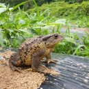 두꺼비농장 이미지