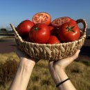 달콤한 자연의 맛 🍅 미각부부 완숙 찰토마토 – 정품 &amp; 못난이 비교 솔직 후기!