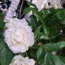 흰색과 분홍색 장미 이미지