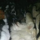 참좋은그집 이미지