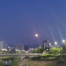 이가네생면멸치국수