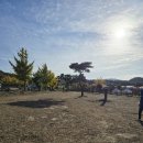 마을 보호수 | 보령 청라 신경섭 가옥 느티나무 보호수: 500년 역사를 품은 고목의 가치