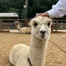 알파카월드 이미지