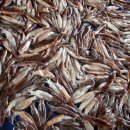 주문진산오징어 이미지