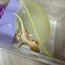 라이프샵 | 파충류샵 도마뱀라이프 인천송도점 방문 후기