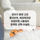 배곧애견샵 이미지