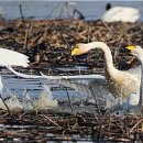 동읍1200 이미지