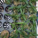 천연 공기청정기 숯부작 원예 | 풍란 숯부작