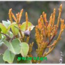 MS스크린 이미지