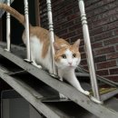 아이러브댕댕 이미지