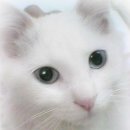 우리아리 이미지