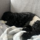 나무동물병원 이미지