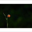 들꽃풍경 이미지