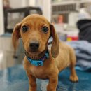 이태원동물병원 이미지