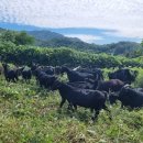 청정염소농장 이미지