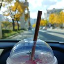 최수학 | 2021/ 11/ 7/ 대구 ( 옻골 마을, 도동 측백나무 숲, 불로동 고분 공원 )