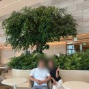 주차31 | 잠실 해산물 뷔페 마키노차야 블랙31 가족모임 내돈내산 후기(주차 룸 아기랑)