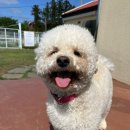 도그모루 애견유치원 | 제주 동쪽 조천읍 도그모루 애견유치원 🐶✨💛