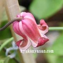 타마