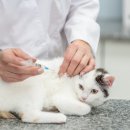 더조은동물병원 이미지