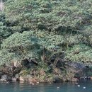 제주 천지연 담팔수 자생지 이미지