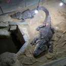 쥬쥬랜드 이미지