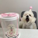 댕파티셰 | 우리 아이에게 특별한 선물, 인천 댕파티셰 강아지케이크 후기