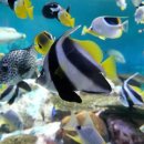 해물박사 이미지