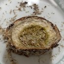 따, 숲 | 빵일기🥐 - 군자역 베이커리 카페 <윤숲> (후르츠 산도, 두바이소라빵, 케이크 후기)