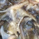 주산팥죽 티스토리