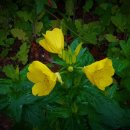 행정사제일합동사무소 이미지