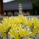 [경기/안성] 오래묵은 아름다움..칠현산(七賢山) 칠장사(七長寺) 이미지