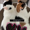 아픈 고양이 케어하면서 도움받은 사이트 ㅣ 신부전 고양이, 환묘 카페, 신부전 대체 사료 블로그