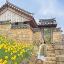 홍글몽글 | 국내 수선화 봄 여행지 충남 예산 가볼만한곳 추사고택 실시간