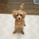 버블그루밍 이미지