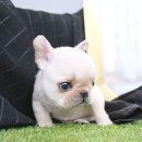 대림애견 이미지