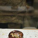 토리시키 네이버블로그