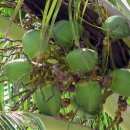 열대지방의 대명사, 코코넛 이야기- 건강식품, 견과(堅果) 이야기 (15) 이미지