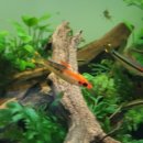 바브네이쳐 이미지