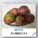 아담농원 | 국산 애플망고 예찬농원 미니 애플망고 후기