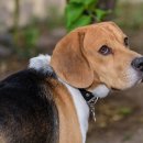 청라루비동물병원 이미지