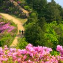 바래봉은 지리산 자락에 위치한 해발 1,165m의 봉우리로, 매년 봄철쭉이 산 전체를 붉게 물들이는 장관 이미지