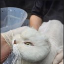 야옹아놀자 이미지