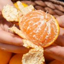 노지하우스 | 제주 꽃귤 프리미엄 효돈 노지 하우스 고당도 감귤 후기 : 집에서 먹는 제주 감귤