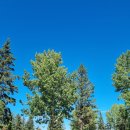 레드디어 | 렌트카 해서 레드디어 실번레이크 당일치기...법 | 캐나다 렌트카 비용 후기 | 캘거리 근교 여행 다녀오기