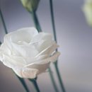 용담광택 이미지