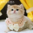 오마이프렌즈 이미지