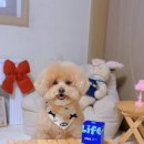 코코동물약국 | 강아지 눈물 고민이라면?! 라이프펫 아이즈 강아지 눈영양제