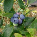블루베리 (식물) [blueberry]의 효능/세계10대 건강식품 이미지